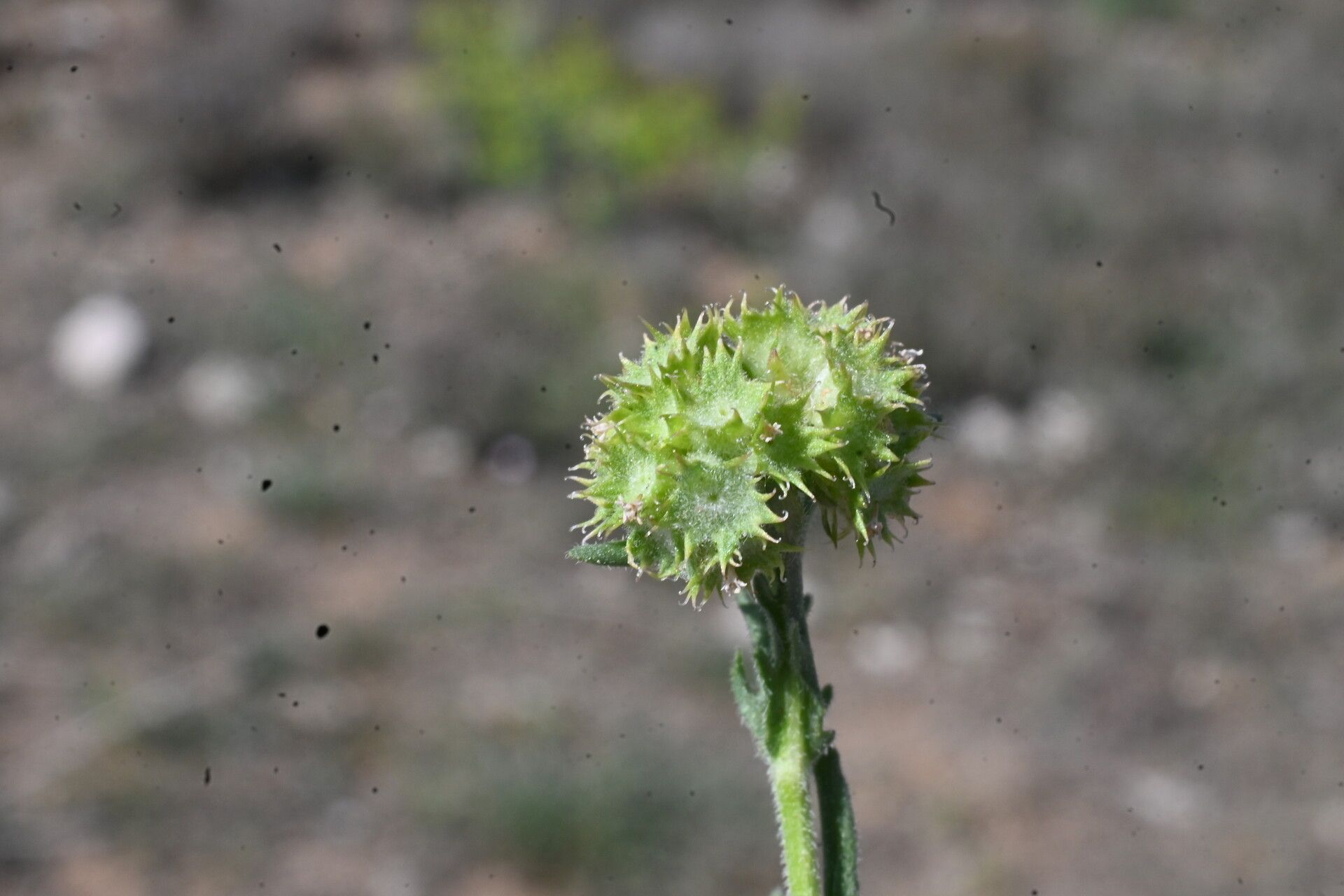 Valeriana discoidea fruit