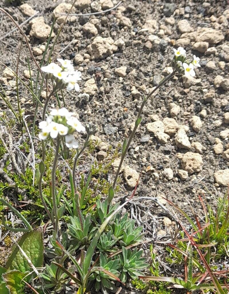Draba gilliesii habit