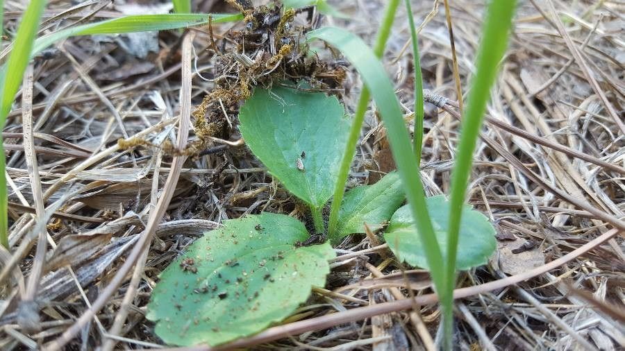 Ranunculus californicus — houseplant care guide
