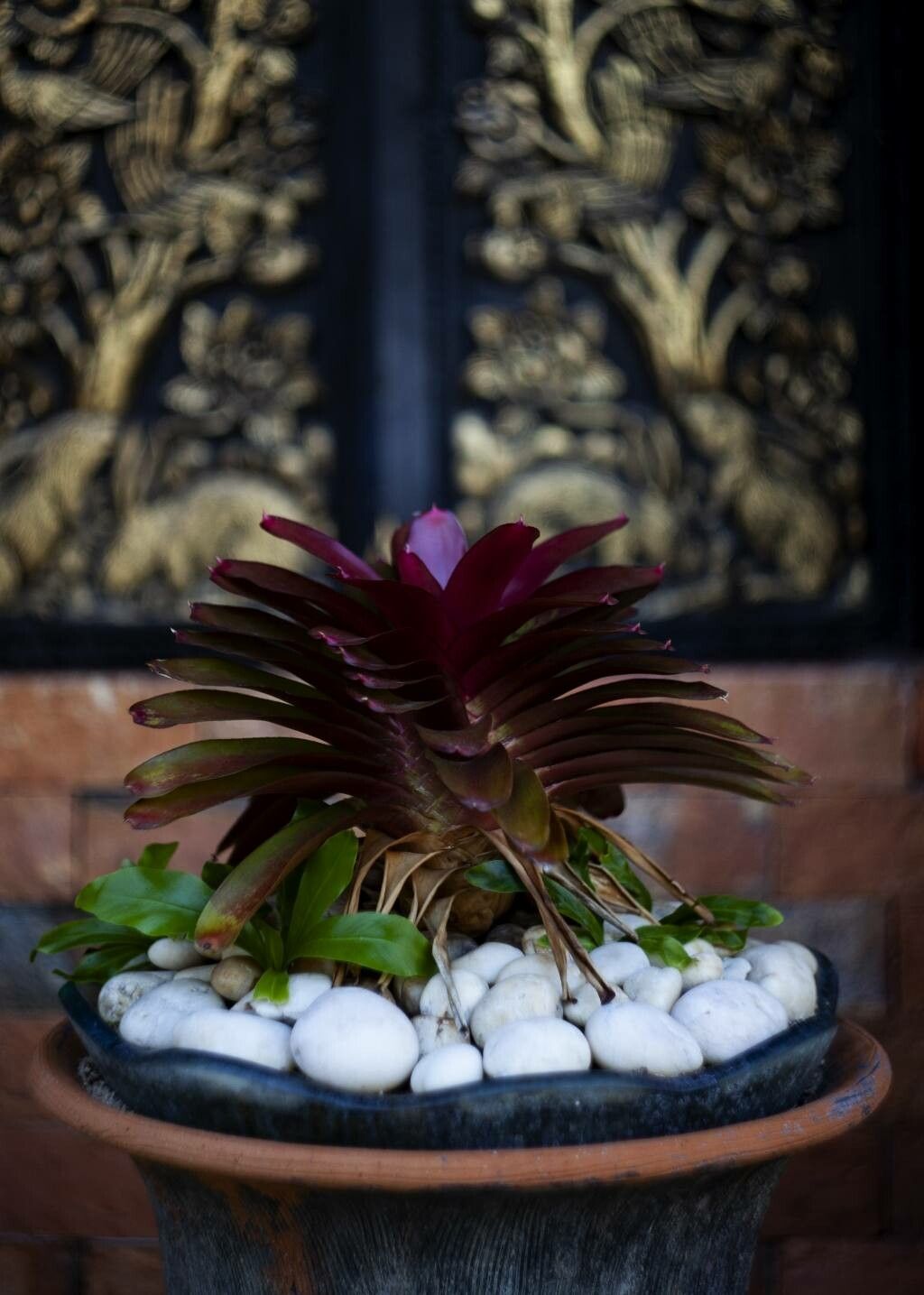 Vriesea maxoniana habit