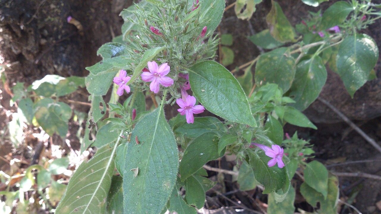 Ruellia inundata leaf