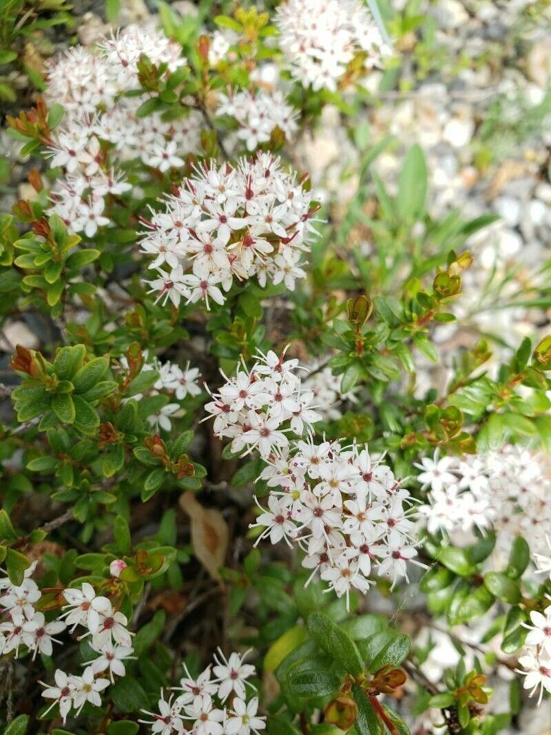 Kalmia buxifolia flower