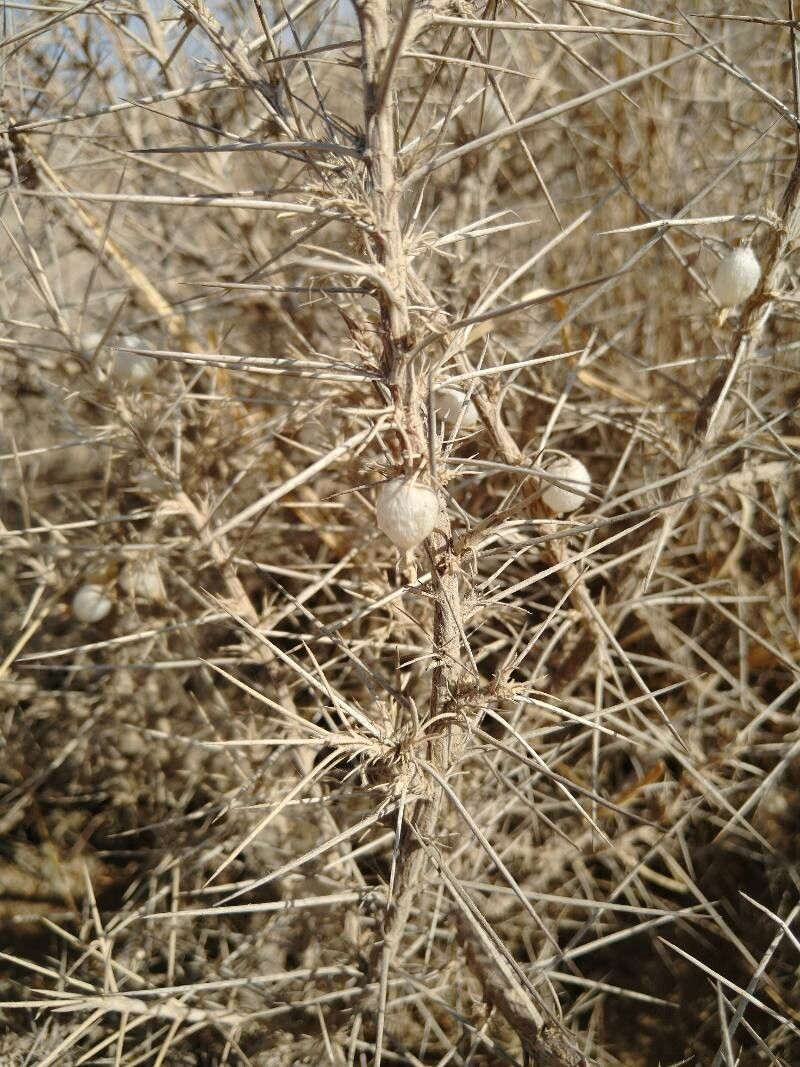 Astragalus armatus fruit