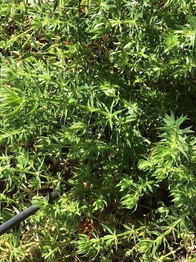 Phuopsis stylosa leaf