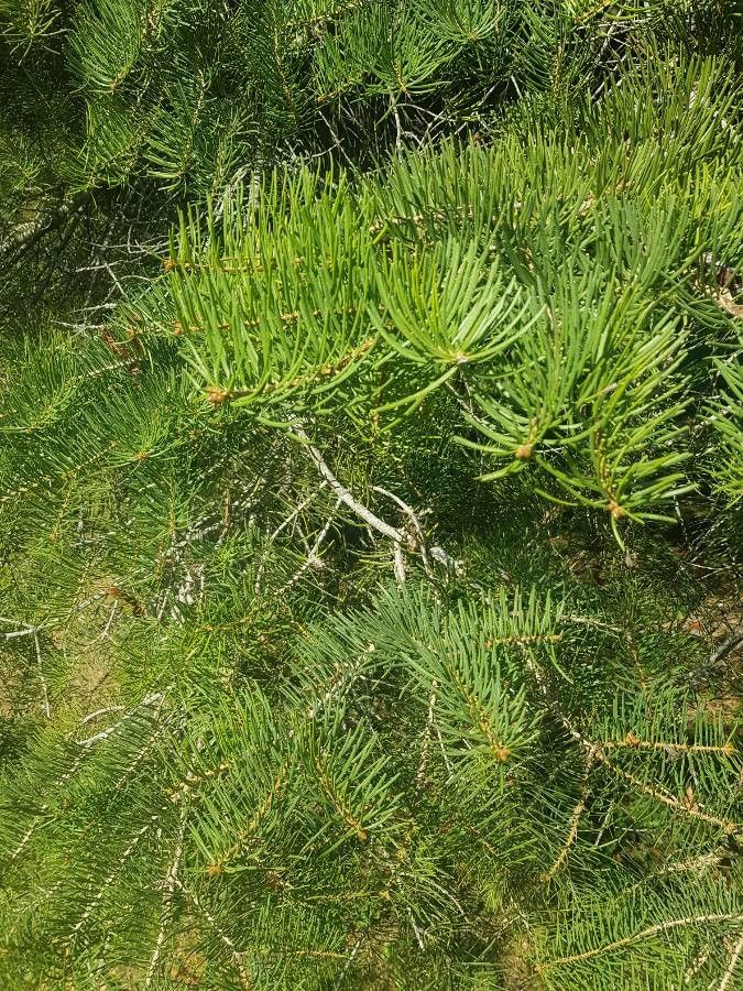 Abies concolor other