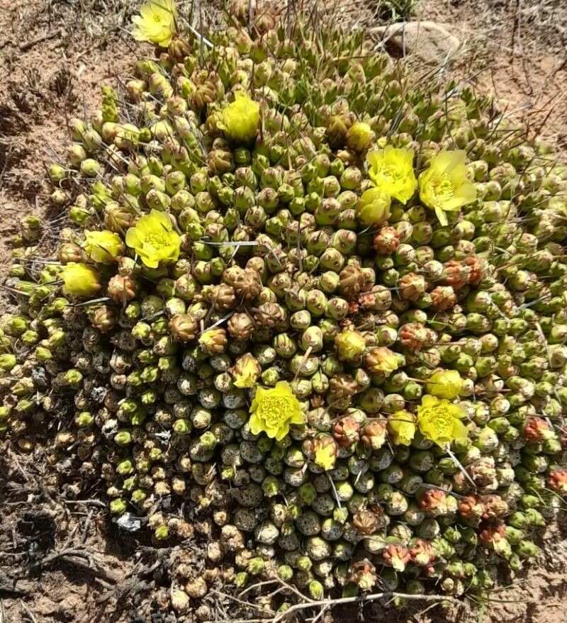 Maihueniopsis molfinoi habit