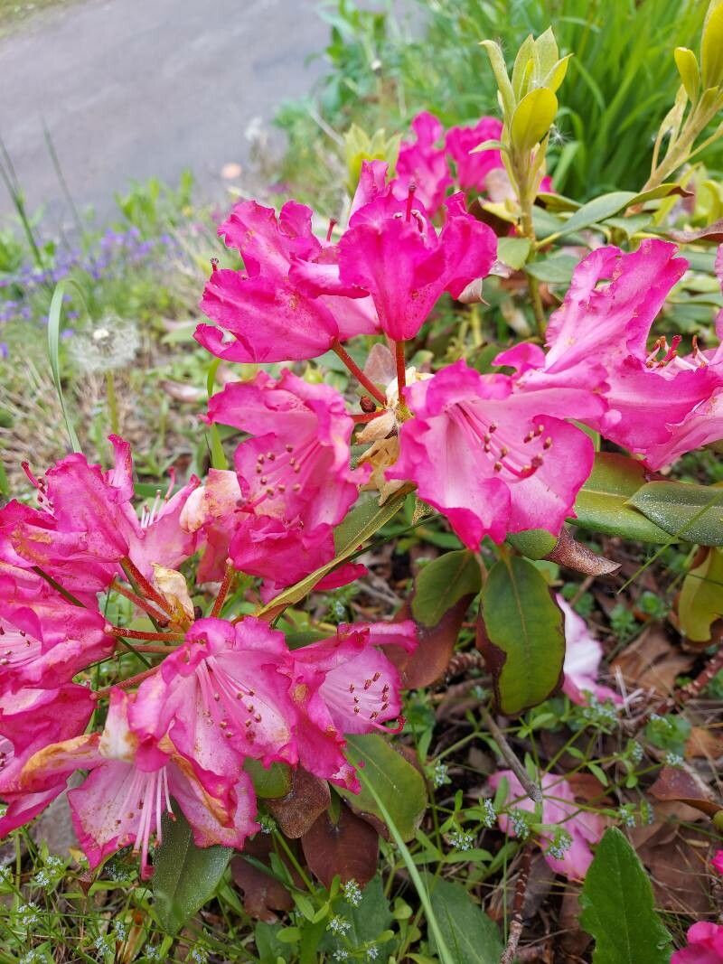 Rhododendron mimetes — houseplant care guide