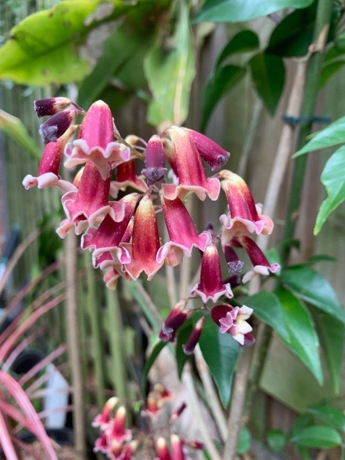 Pandorea pandorana flower