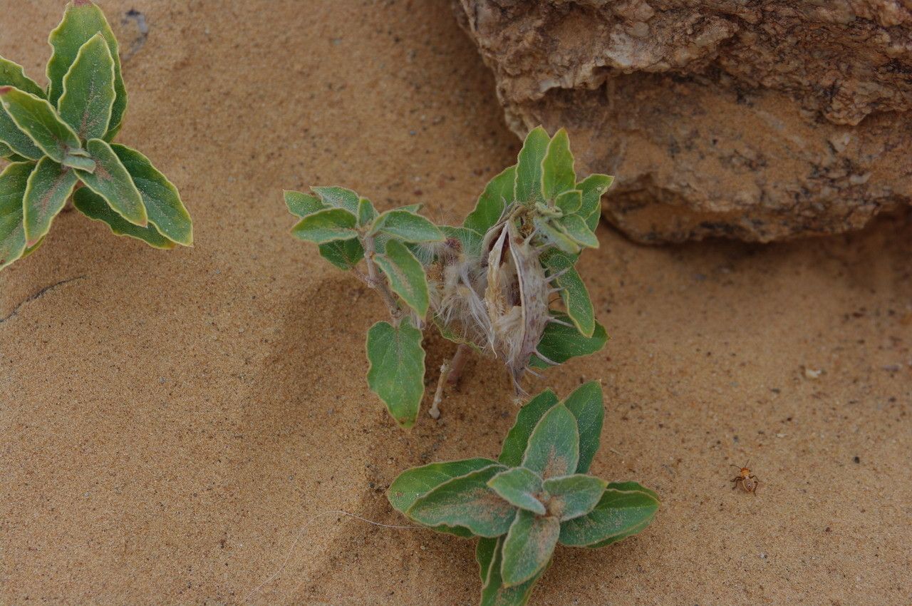 Cynanchum boveanum — houseplant care guide