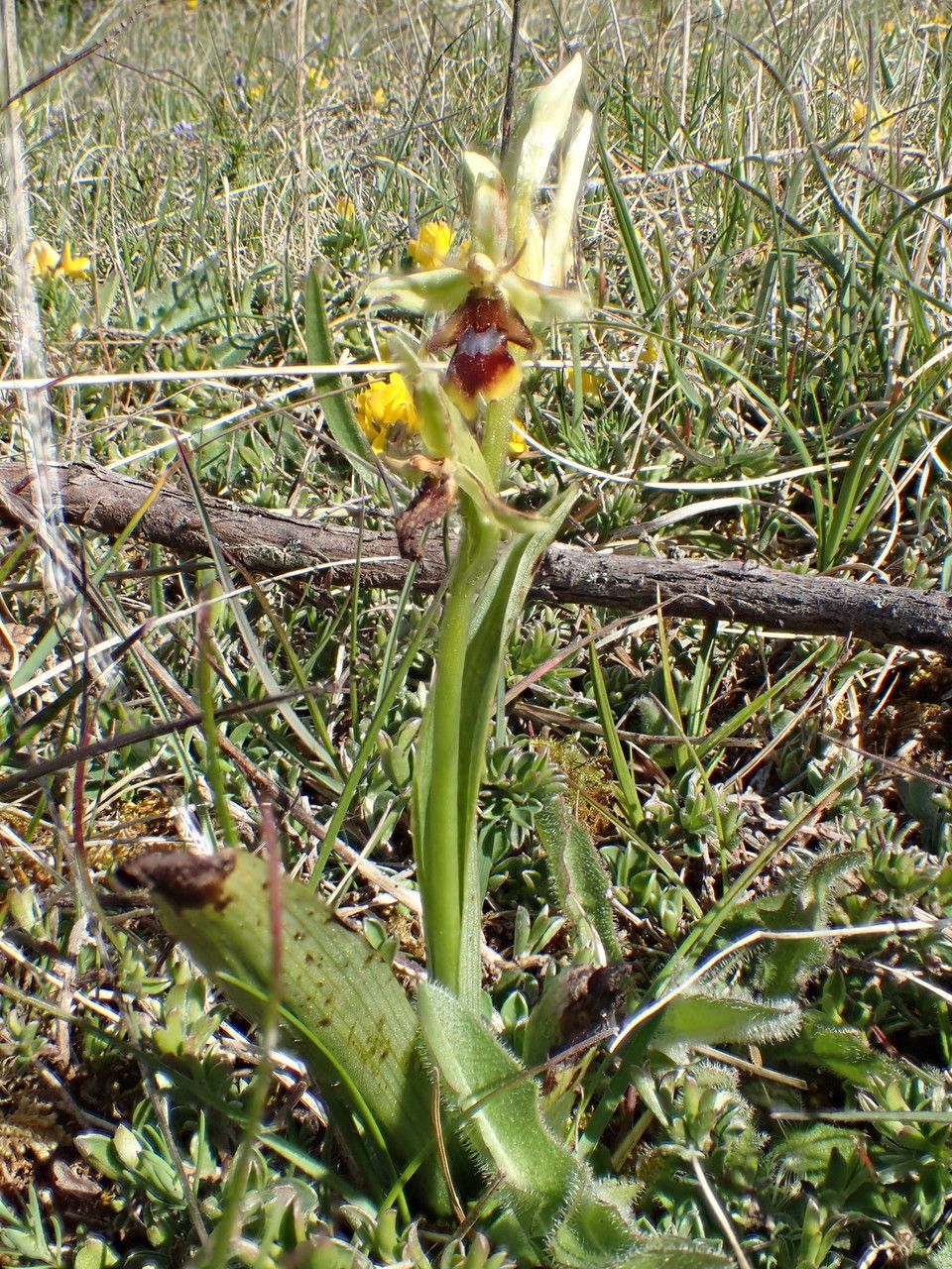 Ophrys aymoninii leaf