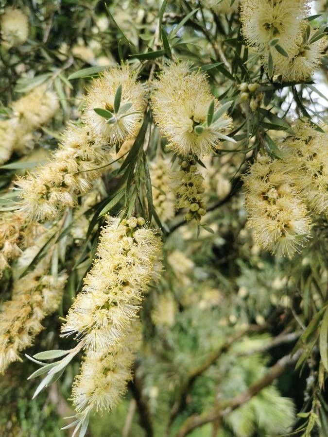 Callistemon salignus flower