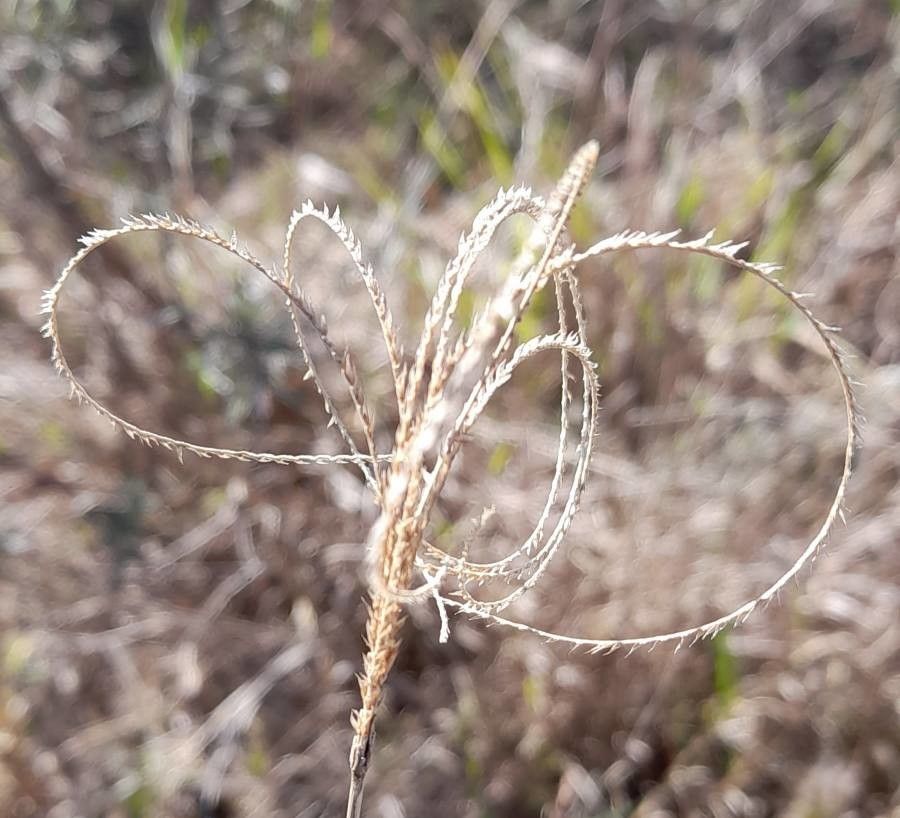 Chloris ciliata — related species from the same genus