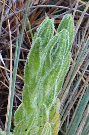 Cerastium kunthii — houseplant care guide