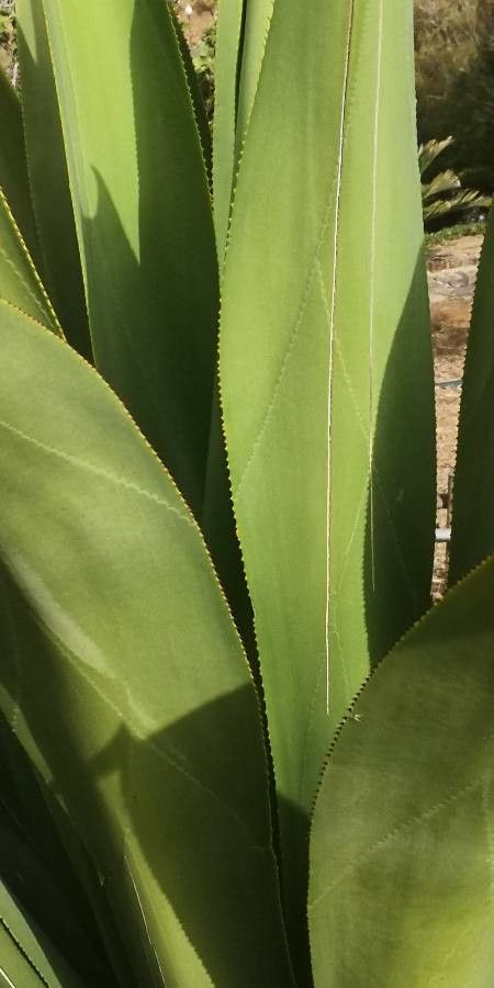 Agave shaferi leaf