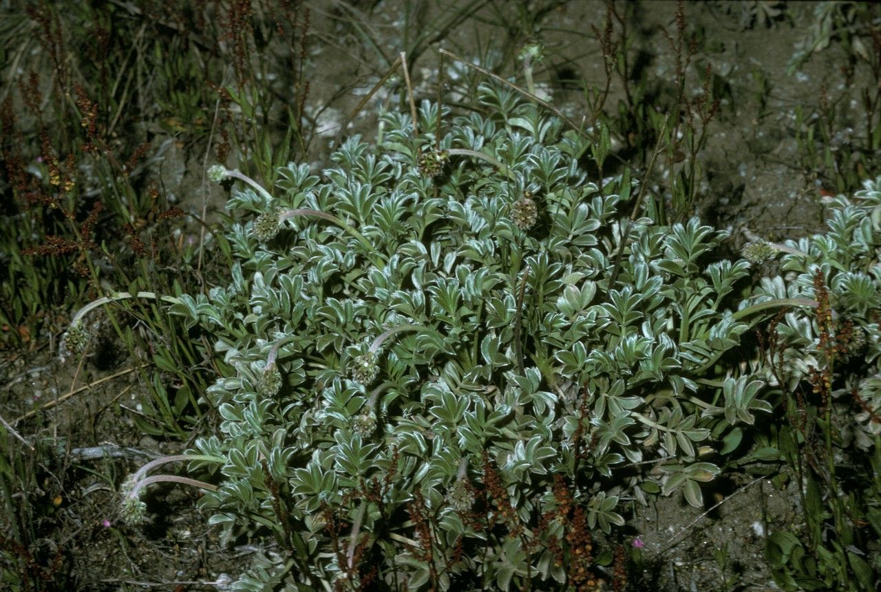 Acaena splendens habit