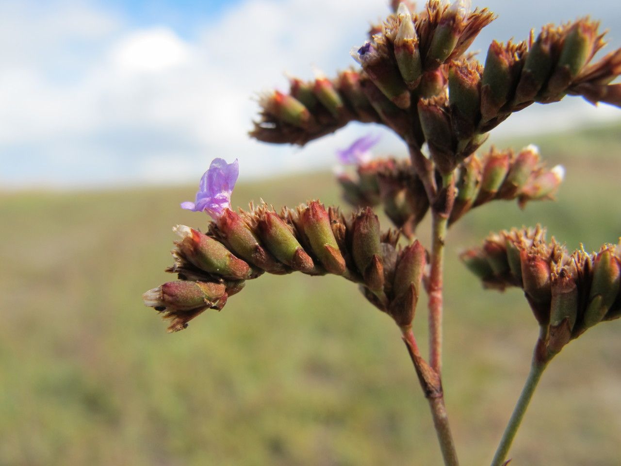 Limonium normannicum — houseplant care guide