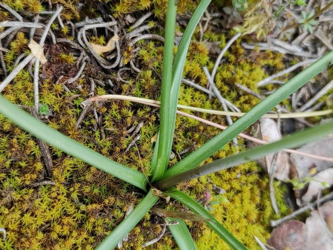 Brimeura amethystina leaf