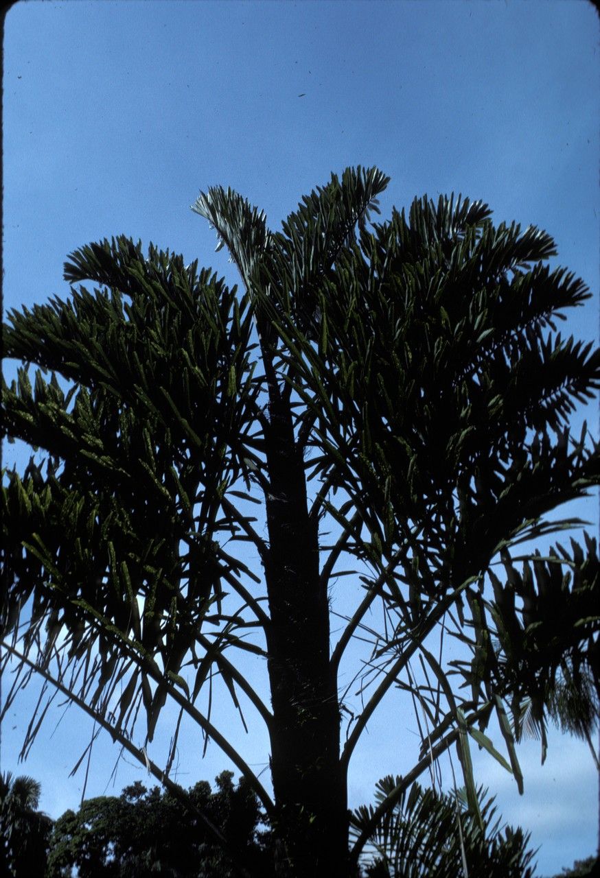 Wallichia disticha — related species from the same genus