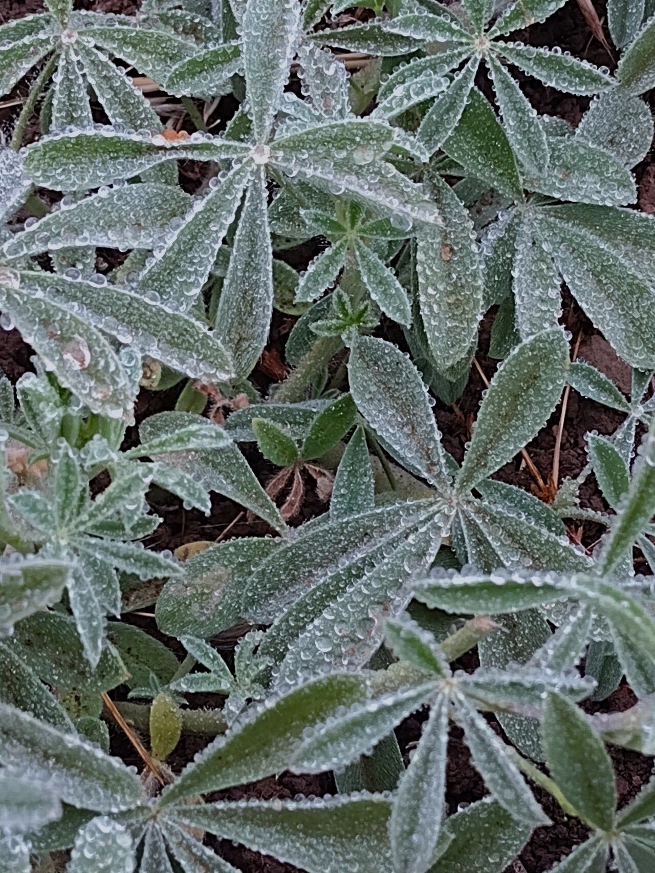 Lupinus albifrons leaf