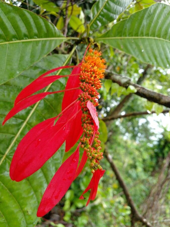 Warszewiczia coccinea flower