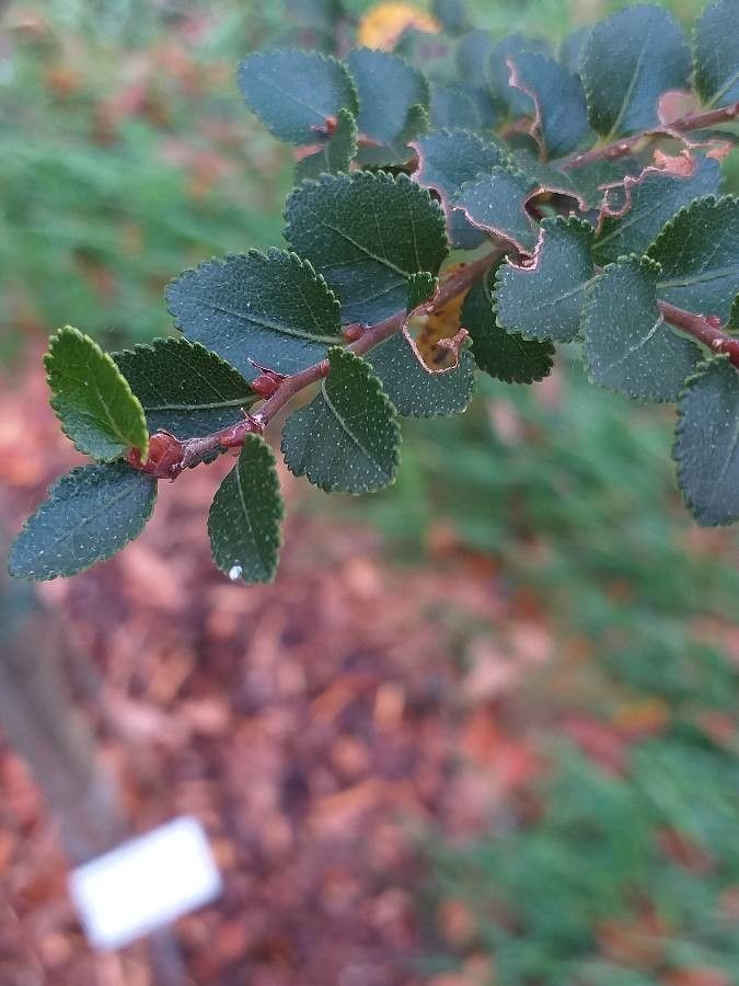 Nothofagus betuloides — search result for 'Nothofagus'