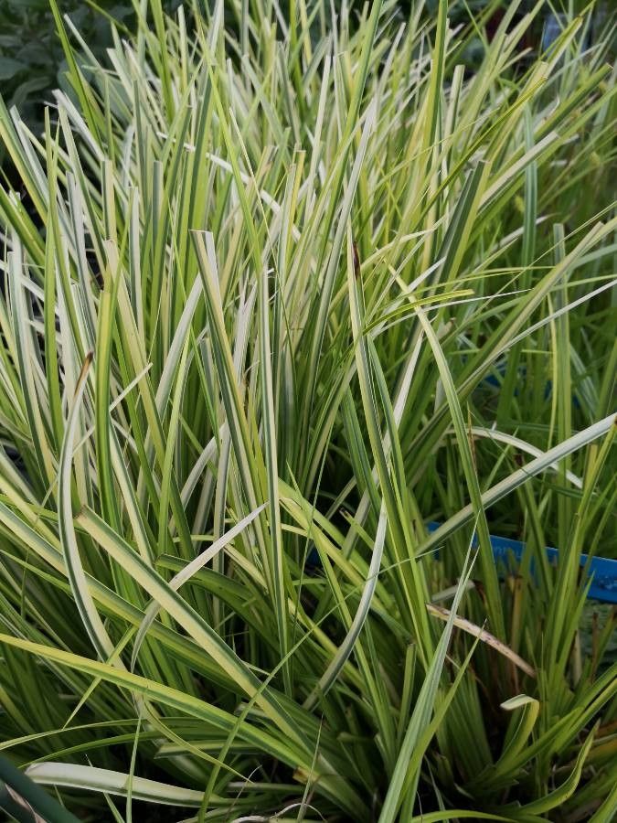 Acorus gramineus habit