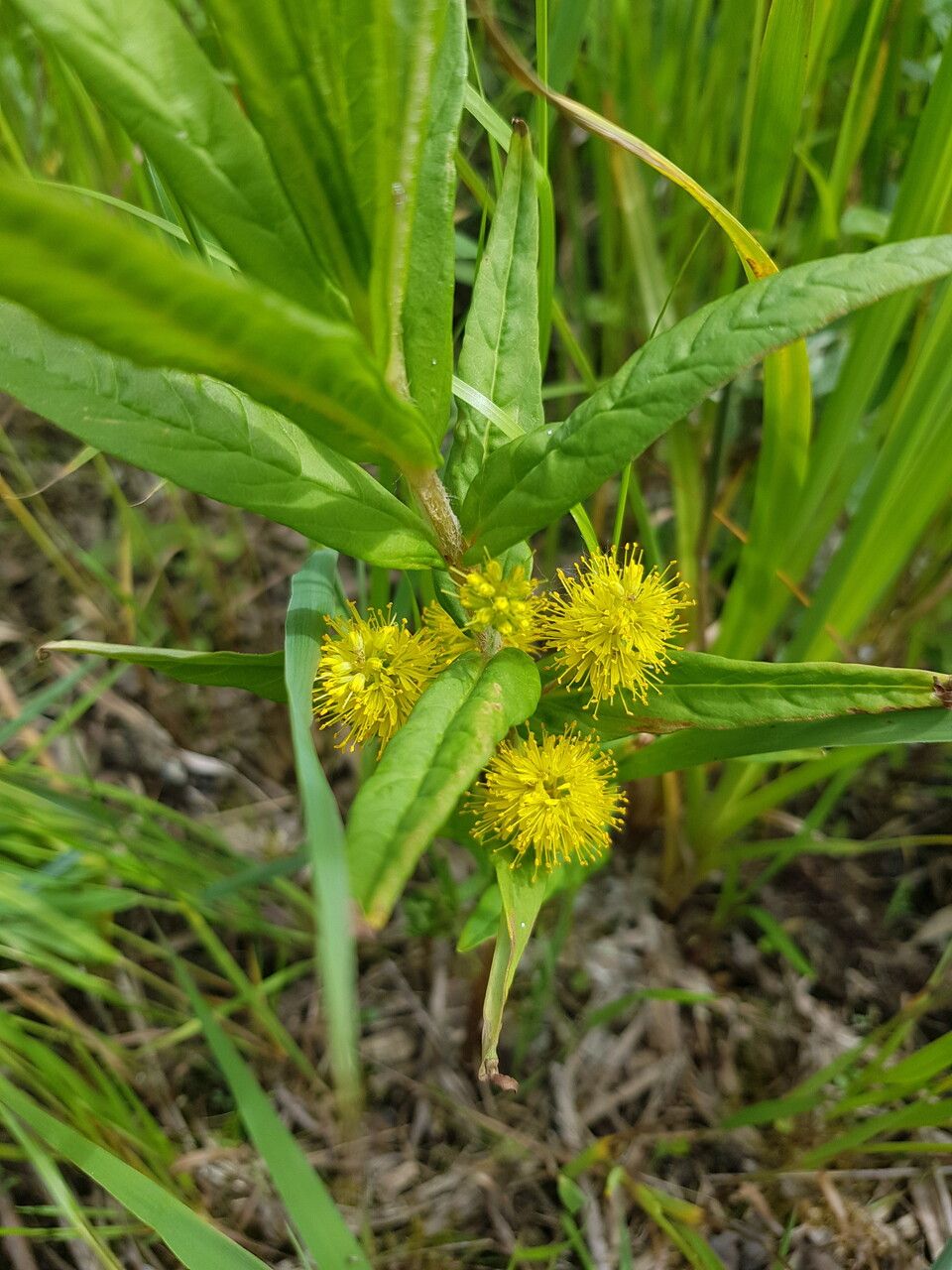 Lysimachia thyrsiflora flower