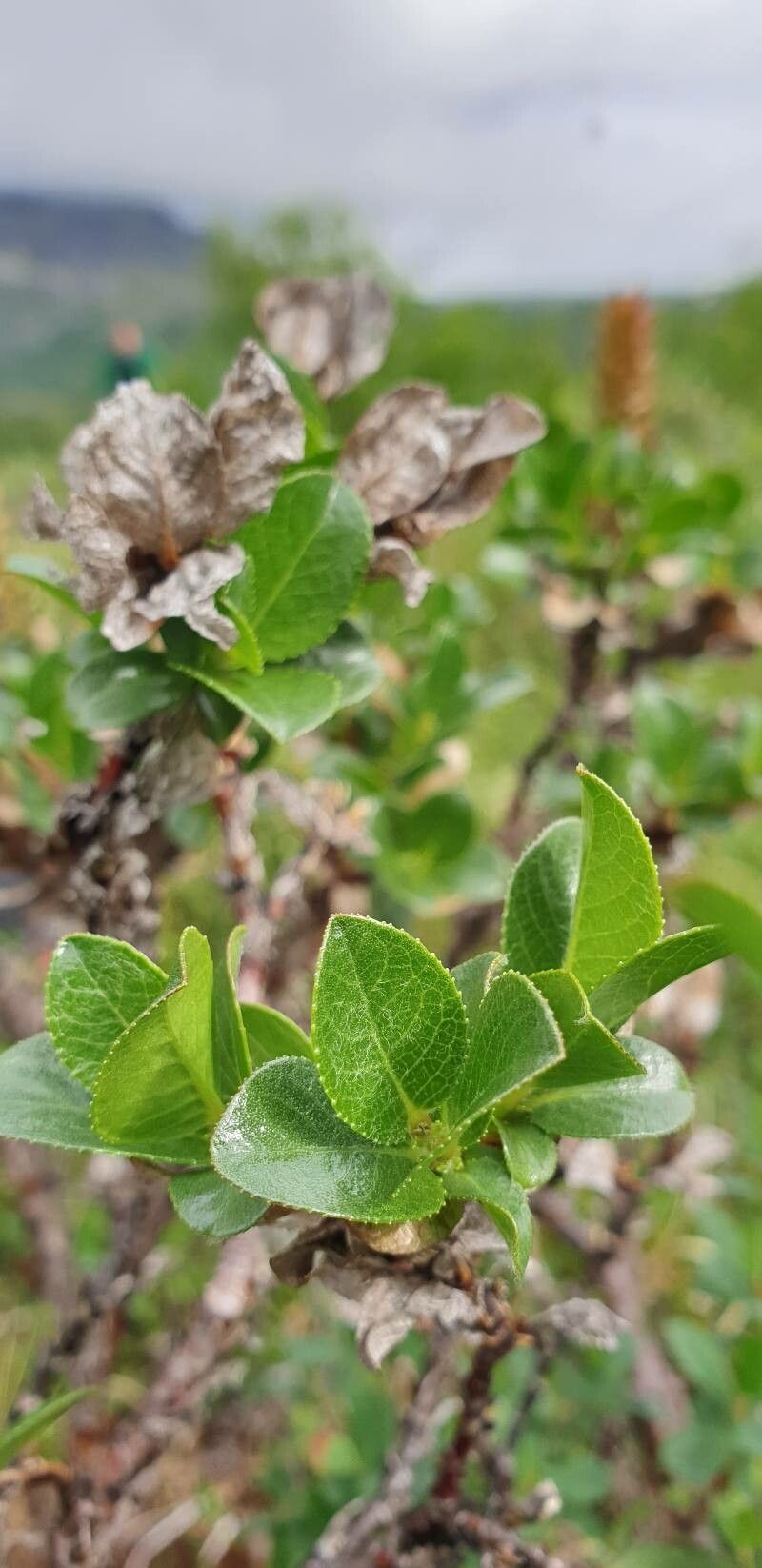 Salix myrsinites — houseplant care guide