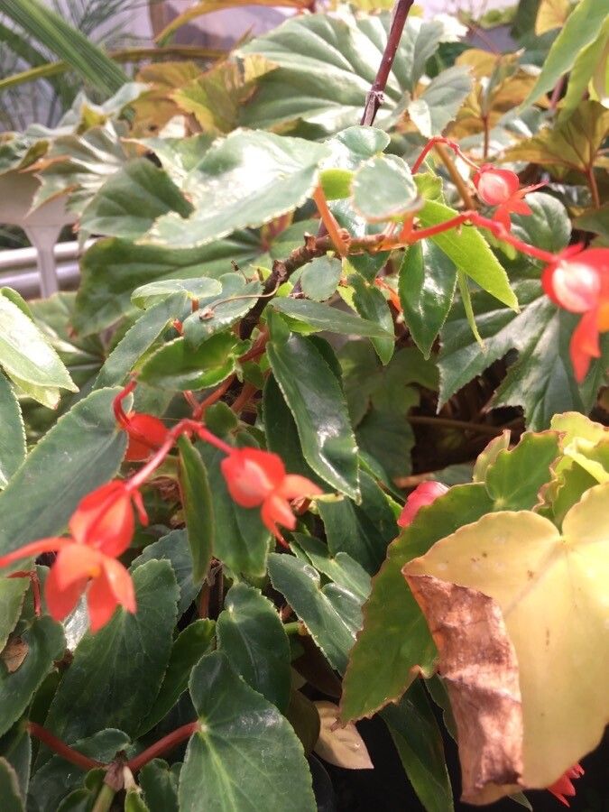 Begonia rubriflora flower