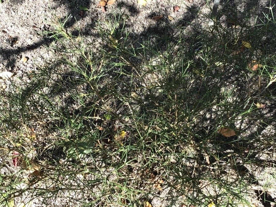 Genista radiata — search result for 'Genista'