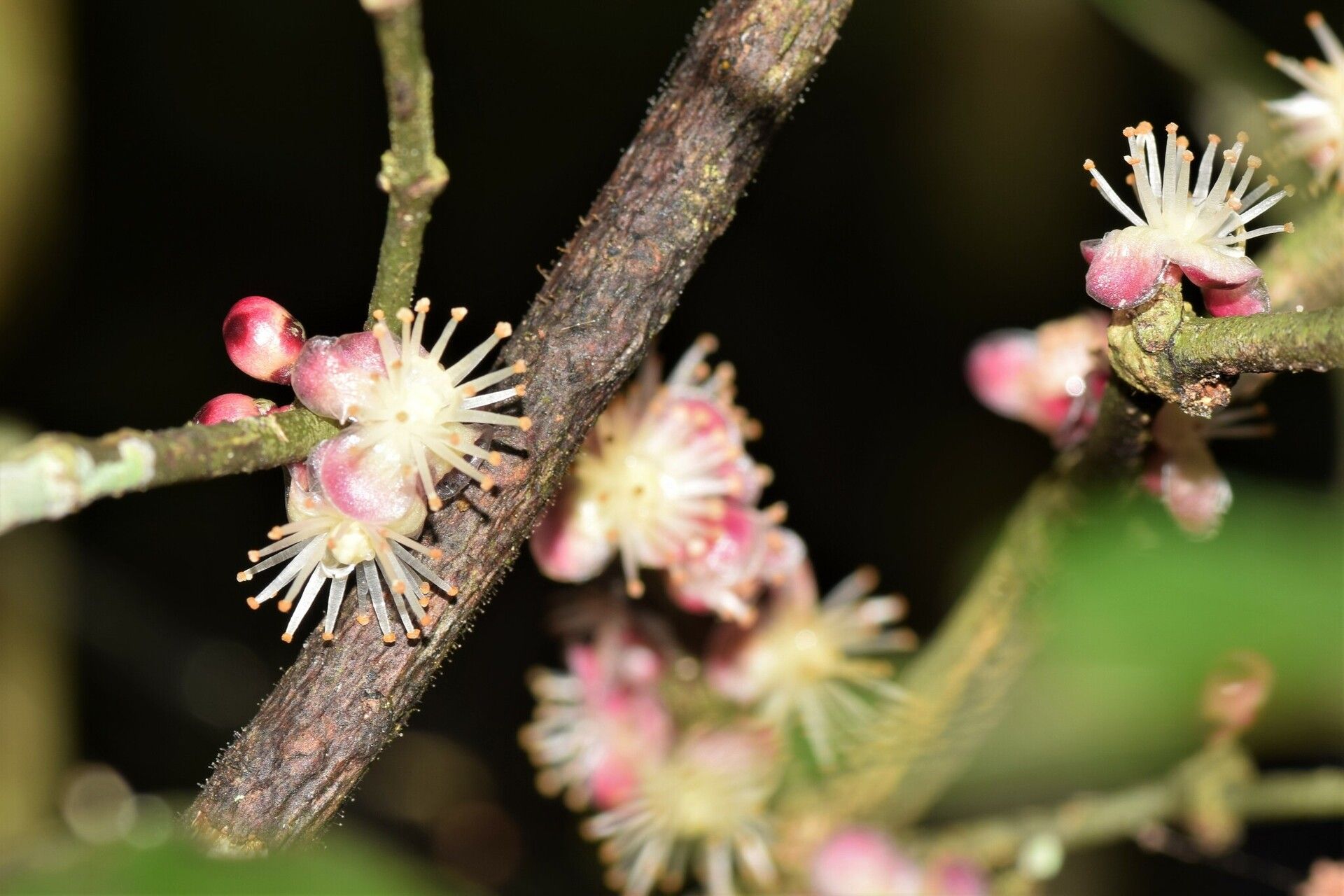 Garcinia thouvenotii flower