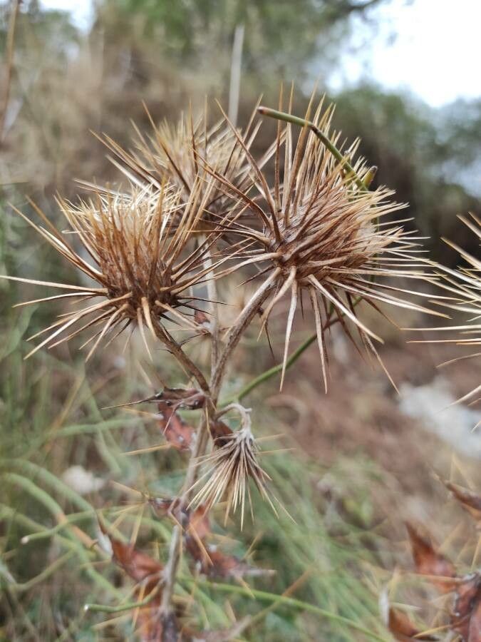 Ptilostemon hispanicus fruit