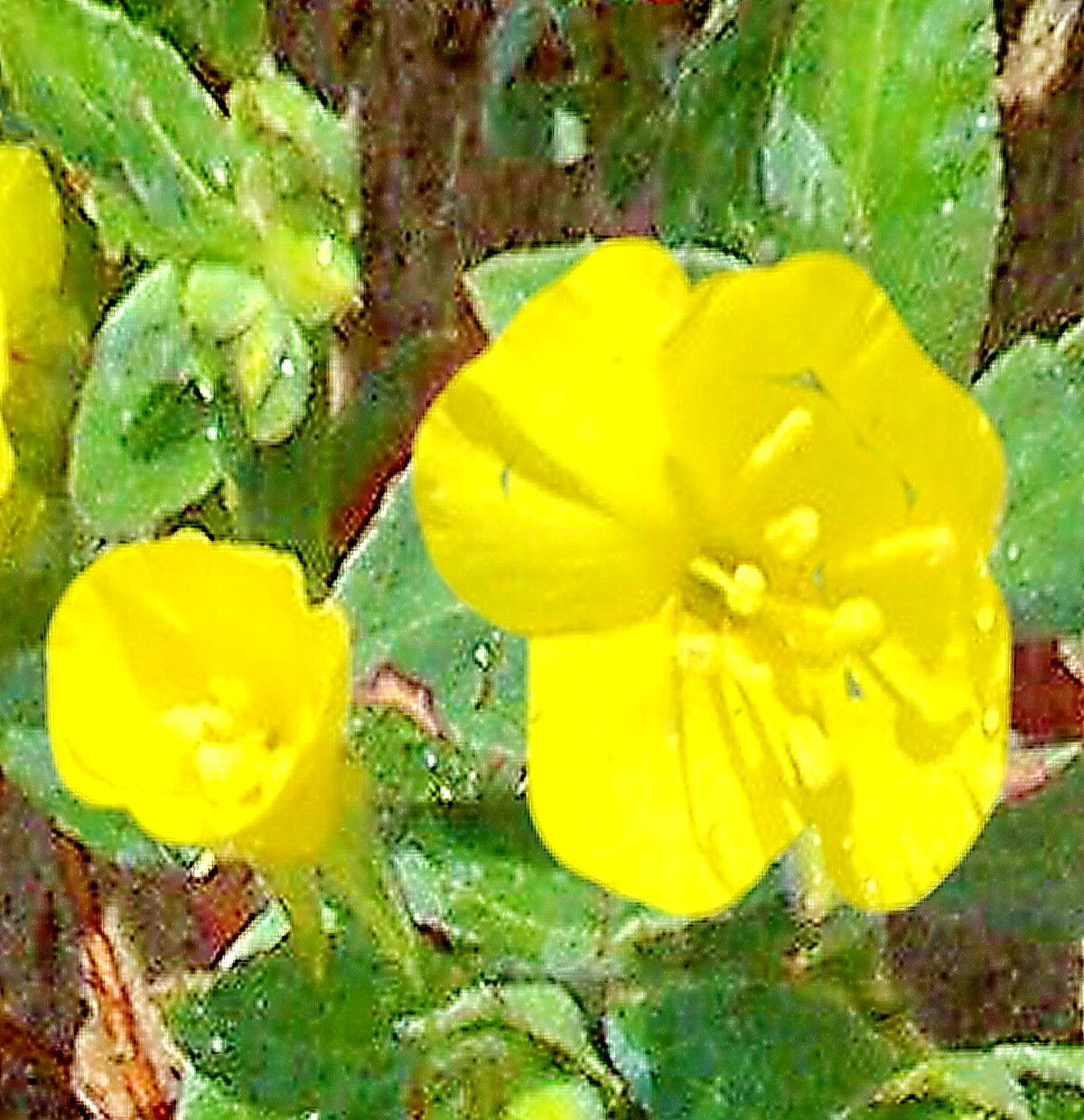 Camissoniopsis cheiranthifolia — related species from the same genus