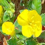 Camissoniopsis cheiranthifolia