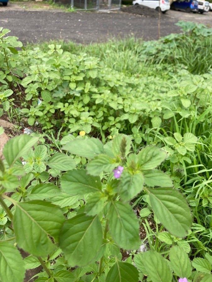 Bouchea prismatica — houseplant care guide