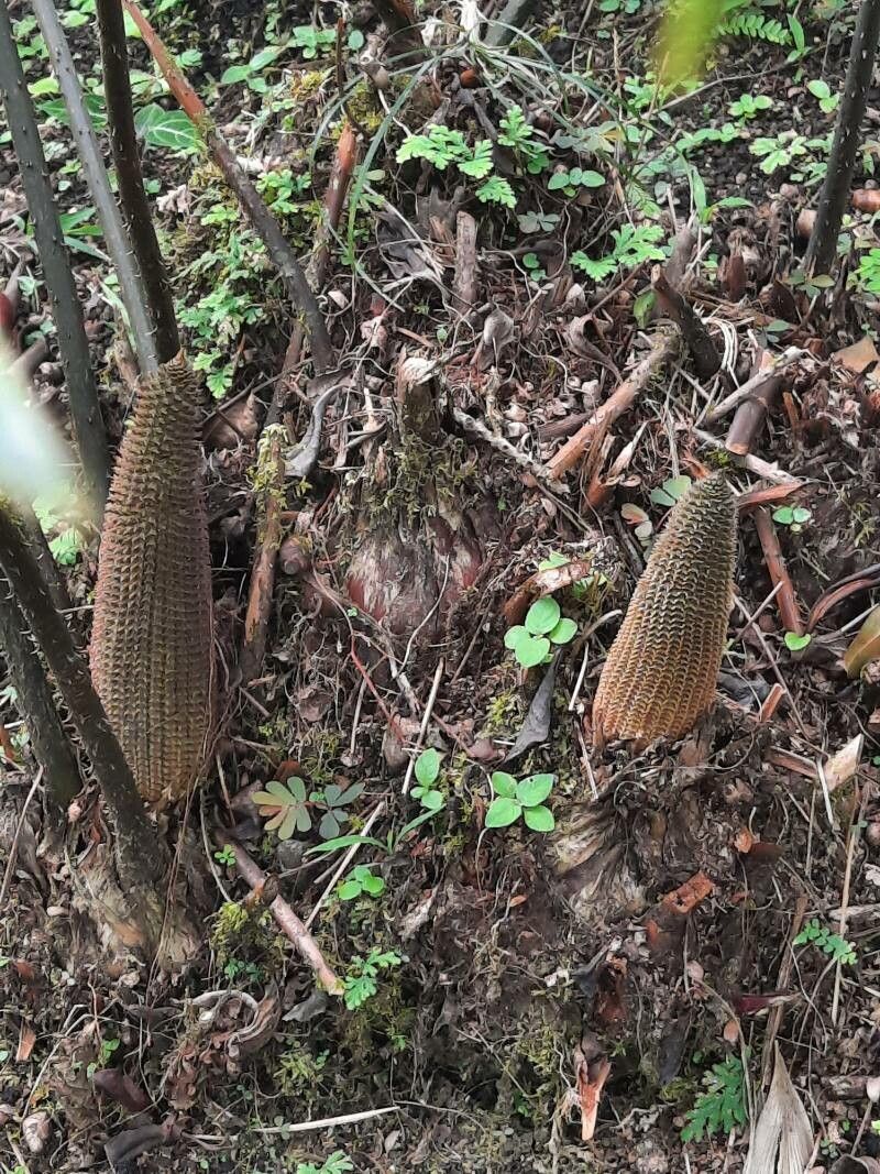 Zamia pseudoparasitica fruit