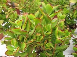 Cotyledon adscendens