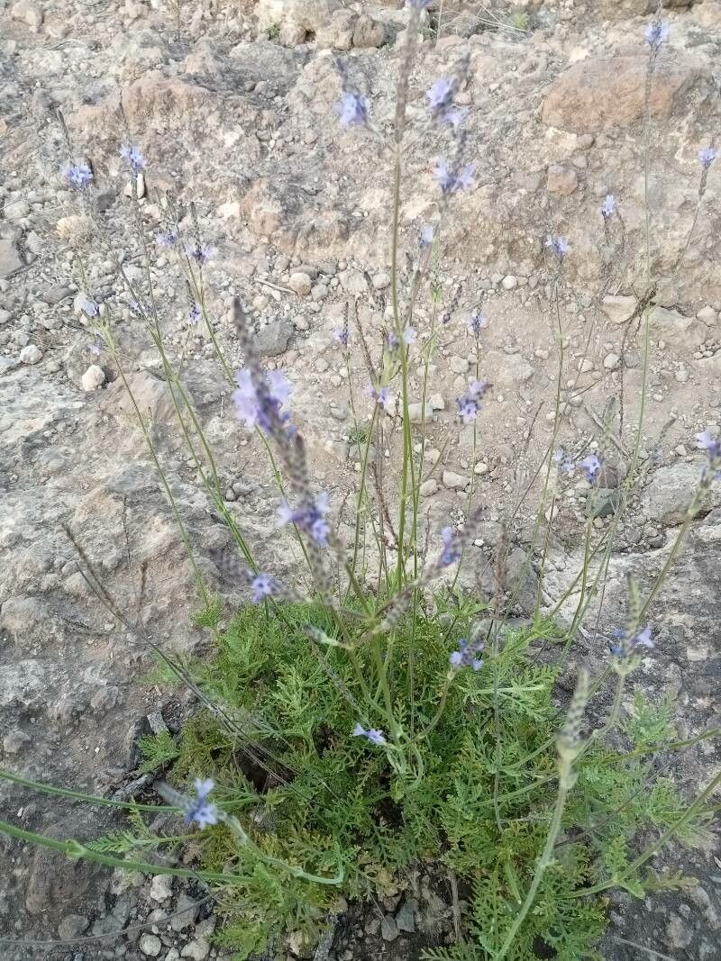 Lavandula pinnata flower
