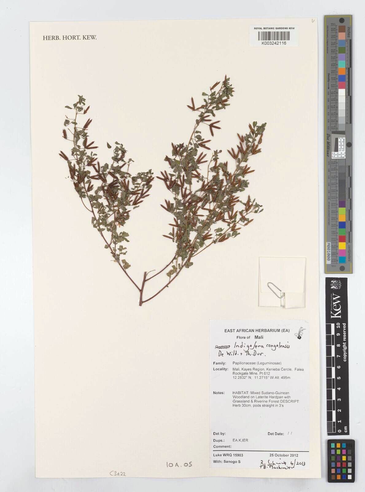 Indigofera congolensis — search result for 'Indigofera'