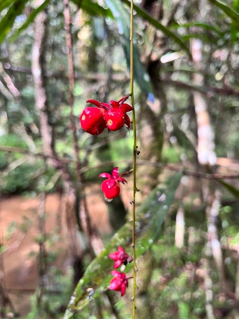 Berberidopsis corallina flower