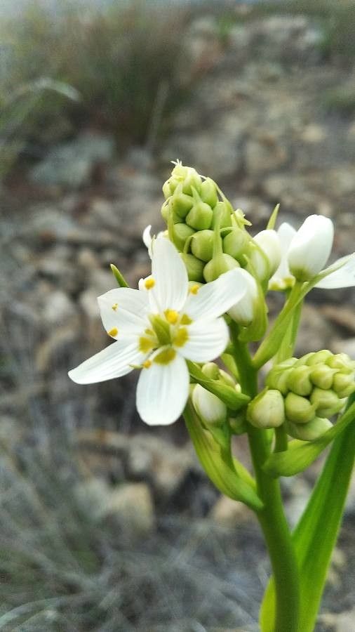 Toxicoscordion fremontii flower