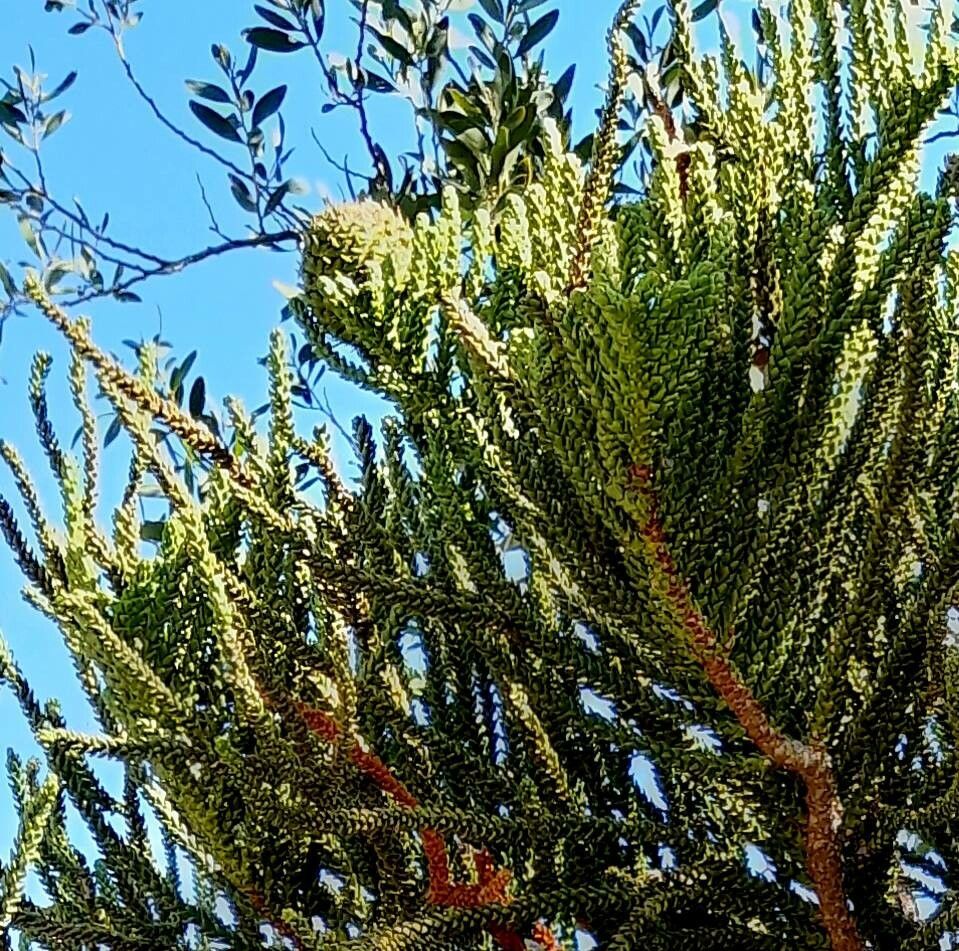 Araucaria laubenfelsii fruit