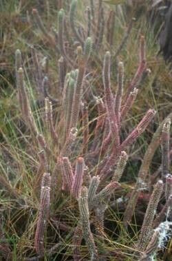 Cleistocactus brookeae flower
