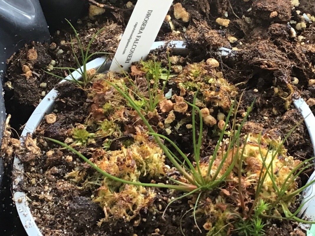 Drosera falconeri — search result for 'Drosera'