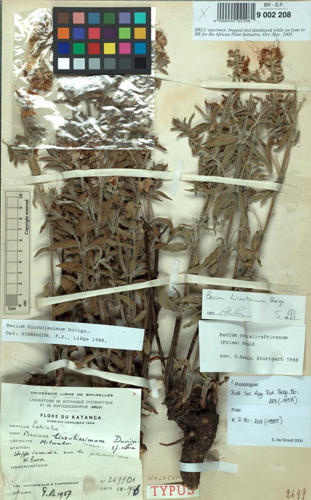 Ocimum hirsutissimum — search result for 'Ocimum'