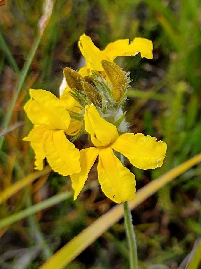 Goodenia glomerata flower