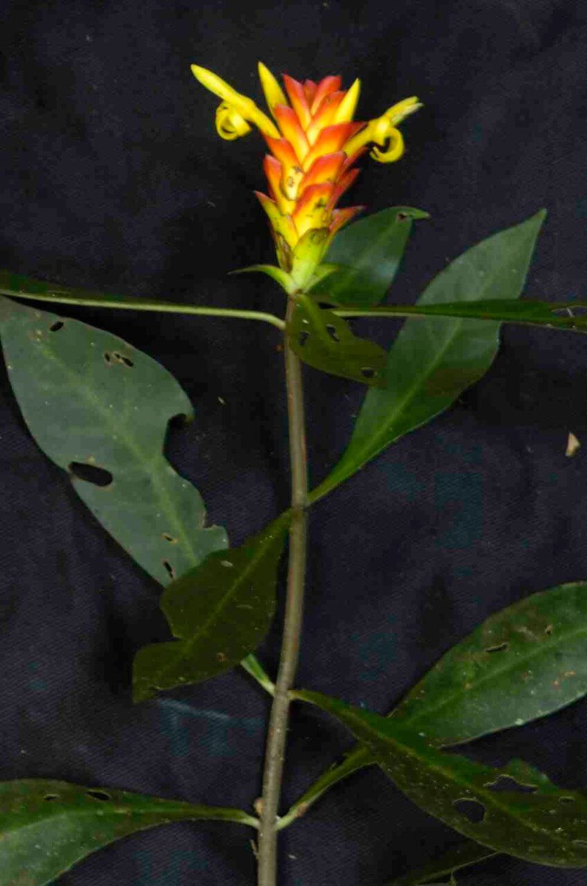 Aphelandra paulensis — search result for 'Aphelandra'