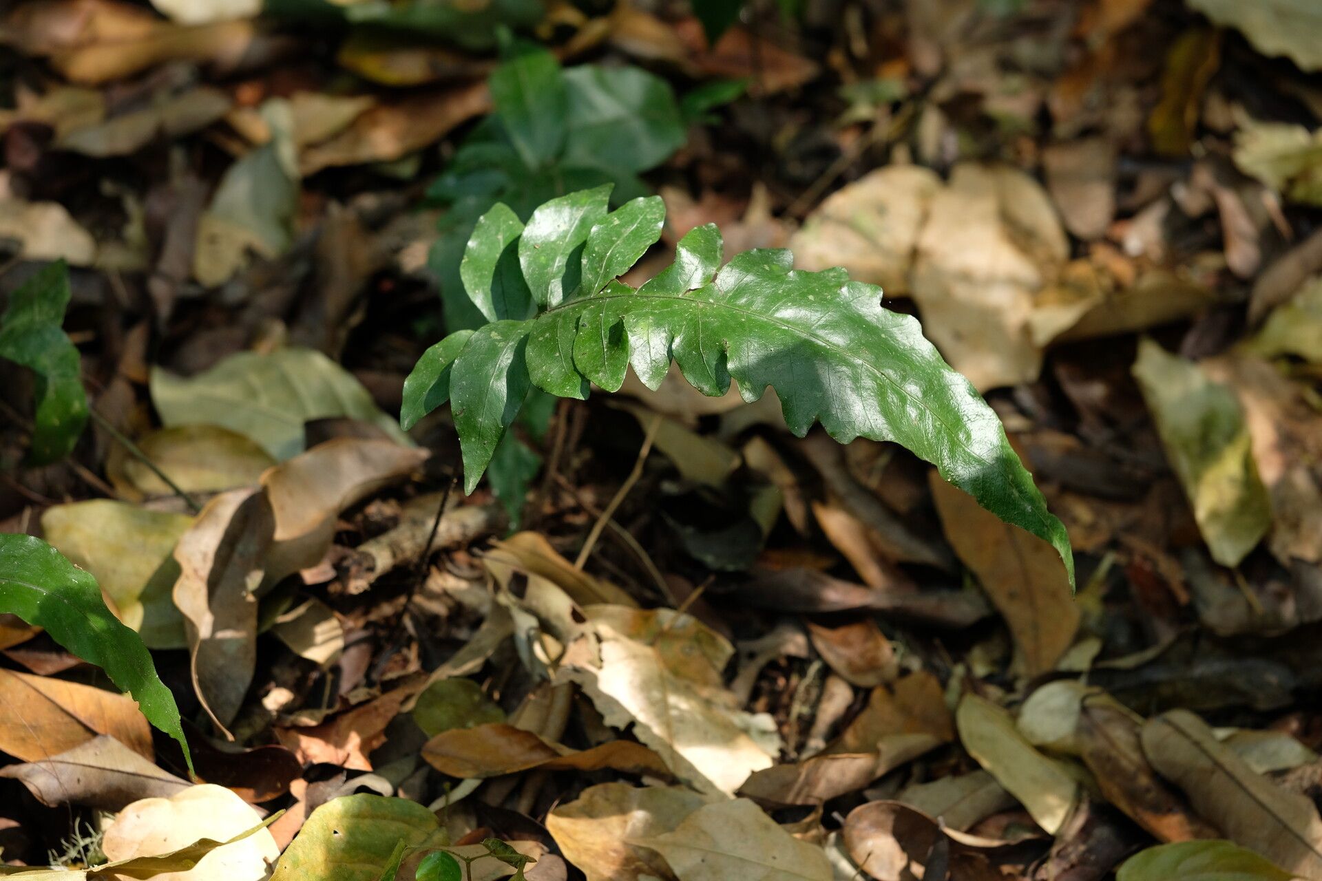 Bolbitis boivinii leaf