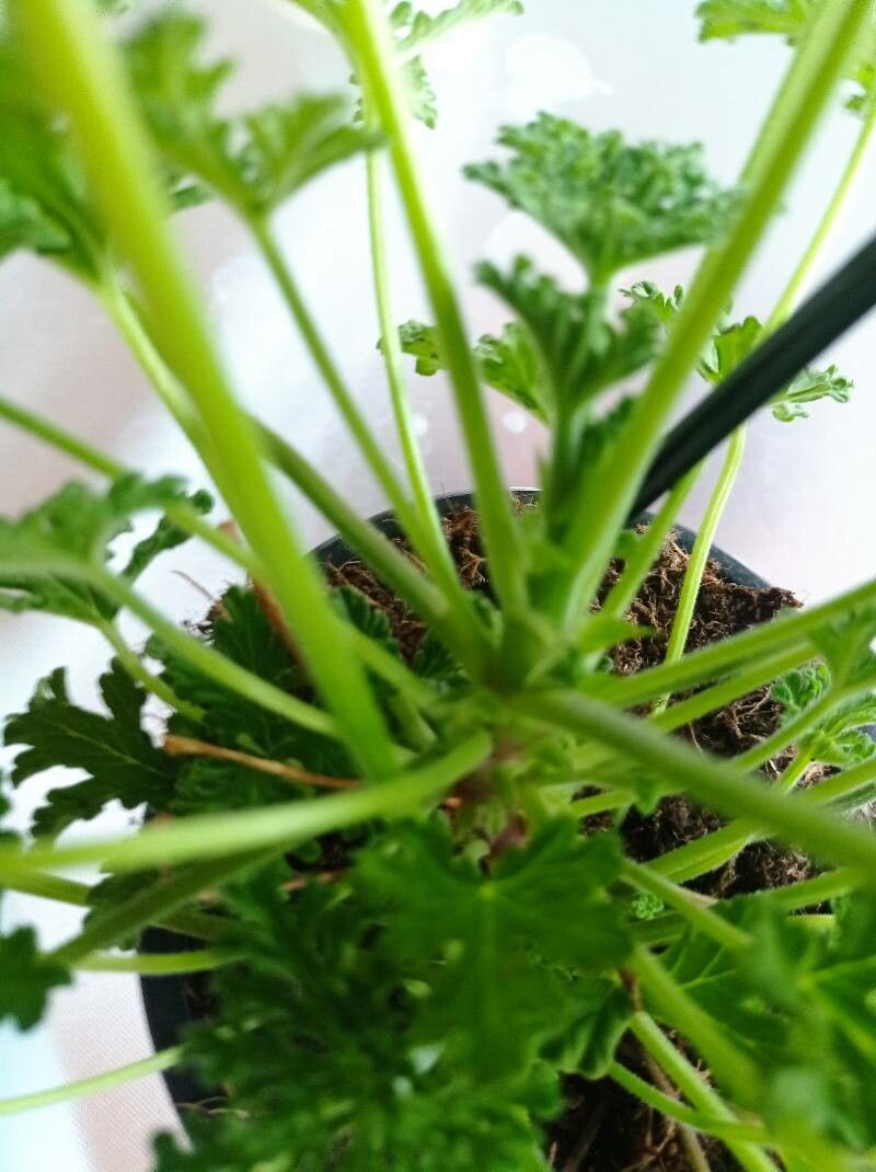 Pelargonium citronellum bark