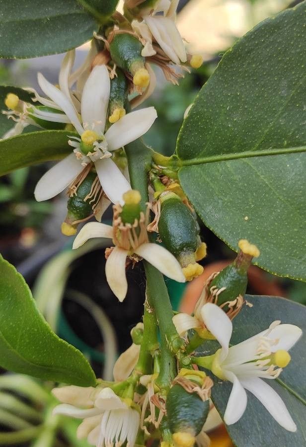 Citrus latifolia flower